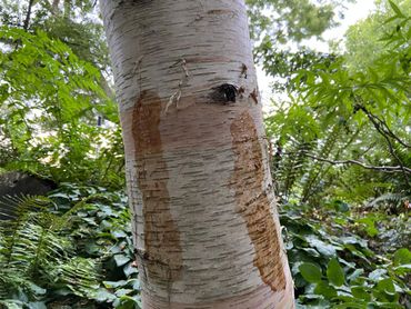 Goudberk met stroop op de stam