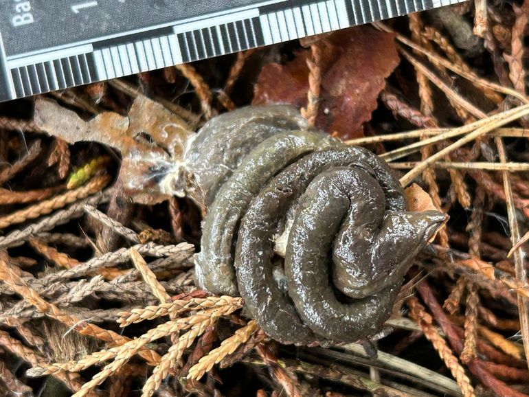 Neem poep onder de loep