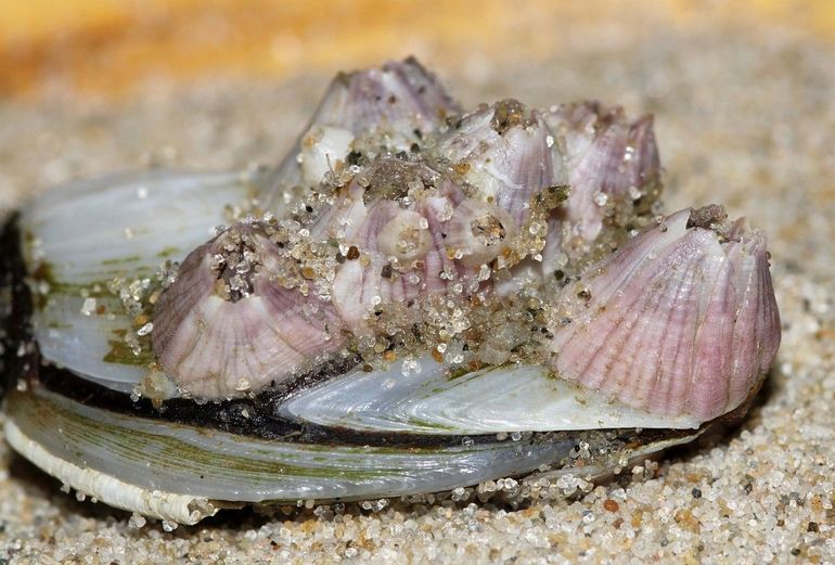 Jonge vulkaantjes kunnen roze van kleur zijn