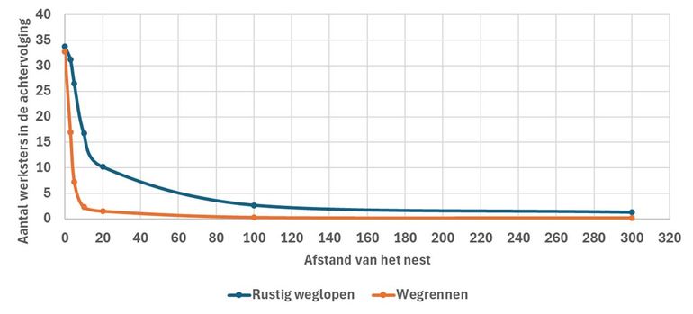 Het aantal werksters van de geelpoothoornaar in de achtervolging als je na de verstoring van het nest rustig wegloopt of wegrent