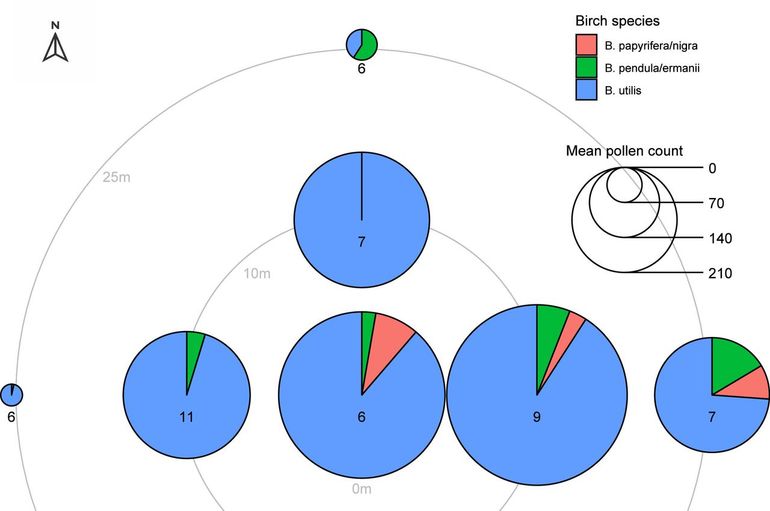 Verspreiding van berkenpollen rond de twee naast elkaar groeiende berken in april 2025 in de Gekroonde Liefdepoort. De grootte van de cirkels geeft het gemiddelde aantal pollenkorrels weer. De cirkeldiagrammen tonen de relatieve aanwezigheid van Betula-soorten op basis van DNA-analyse. De grijze lijnen geven de afstand van de bemonsteringslocatie tot de bron weer. De getallen in of onder de cirkeldiagrammen geven per locatie het aantal monsters aan dat voor DNA-analyse is gebruikt