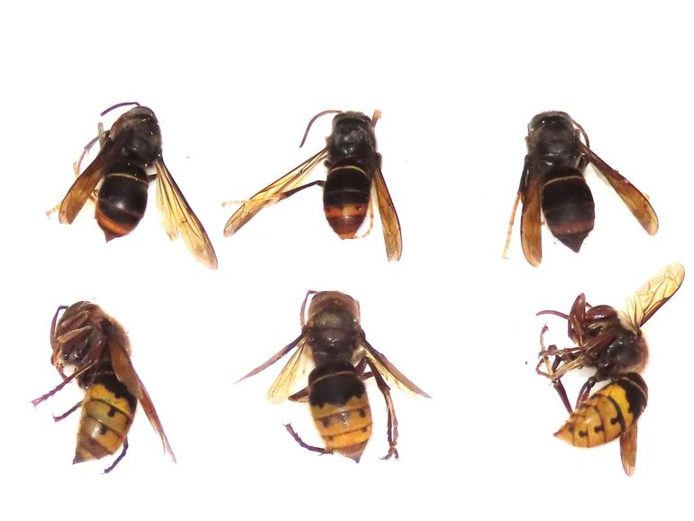 Boven geelpoothoornaars (Vespa velutina nigrithorax) en onder Europese hoornaars (Vespa crabro)