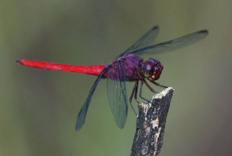 Algemeen in Suriname, Schmidts schuimer (Orthemis schmidti)