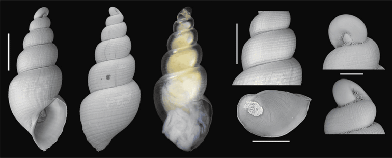 Holotype van de nieuwe Pelgrimspeldhoren. Uiterst rechts: de opvallende gekantelde top, tweede foto van rechts onderin: operculum (afsluitplaatje in de mondopening), derde van links: levend dier in de schelp