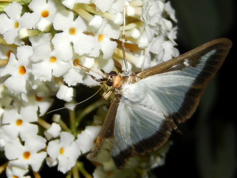 De buxusmot is een zwart-witte vlinder die overal in Nederland voorkomt
