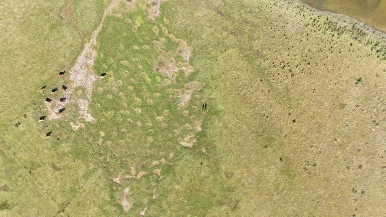 Stierenkuilen vol met watercrassula in de Dintelse Gorzen