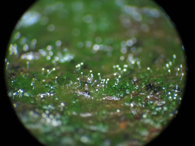 Kweekbakresultaat: Bleek dwerglantaarntje (Echinostelium minutum), plusminus 0,3 millimeter hoog