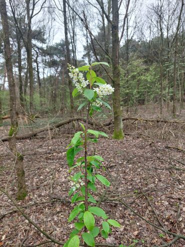 Nieuwe aanplant in de Kronenbergse bossen