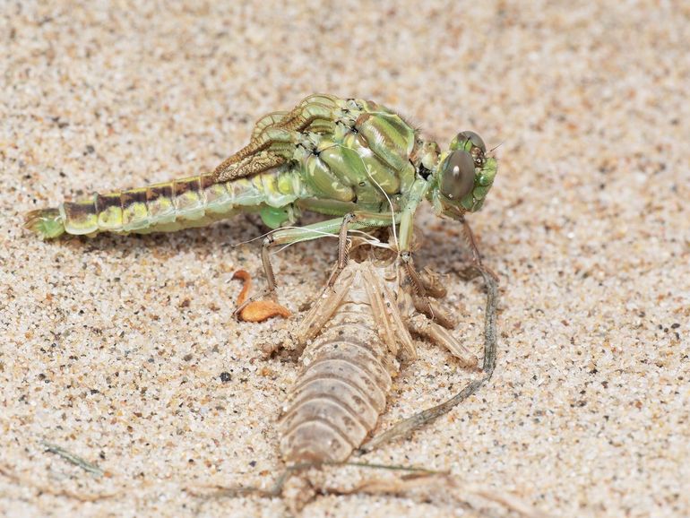 Een net uitgeslopen rivierrombout bij het larvenhuidje