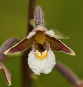 Interactie tussen orchidee en insect: een mier is naar de bloem van deze Moeraswespenorchis gelokt en draagt zo bij aan de voortplanting van deze orchideeënsoort