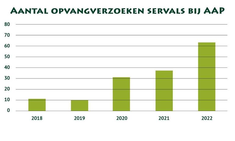 Het aantal opvangverzoeken van servals bij Stichting AAP van 2018 tot en met 2022 