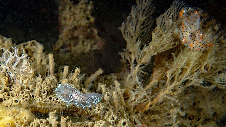 Onder: Blauwtipje, rechtsboven een andere mosdiereter: de Gestippelde mosdierslak (Thecacera pennigera); en wie goede ogen heeft ziet links nog een mosdierliefhebber: het Wrattig tipje (Janolus hyalinus)