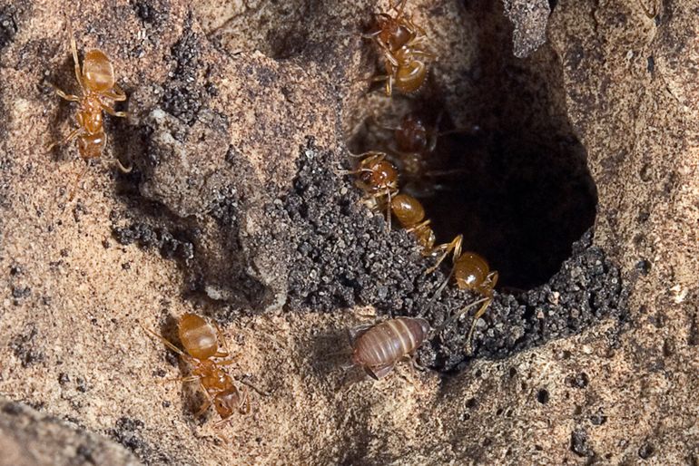 Mierenkrekels hebben ongeveer het formaat van gele weidemieren