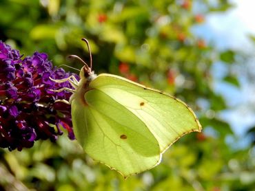 Citroenvlinder in de zomer: nectar verzamelen voor wintervoorraad
