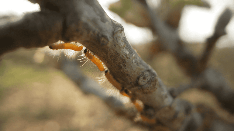Eikenprocessierupsen in de zomereik