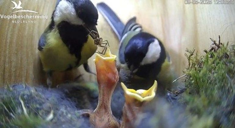 Koolmeesjong wordt gevoerd