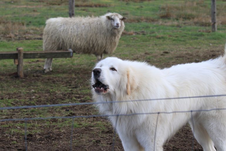 Deze kuddewaakhond in Nijverdal laat alvast weten dat zijn schapen goed beschermd zijn