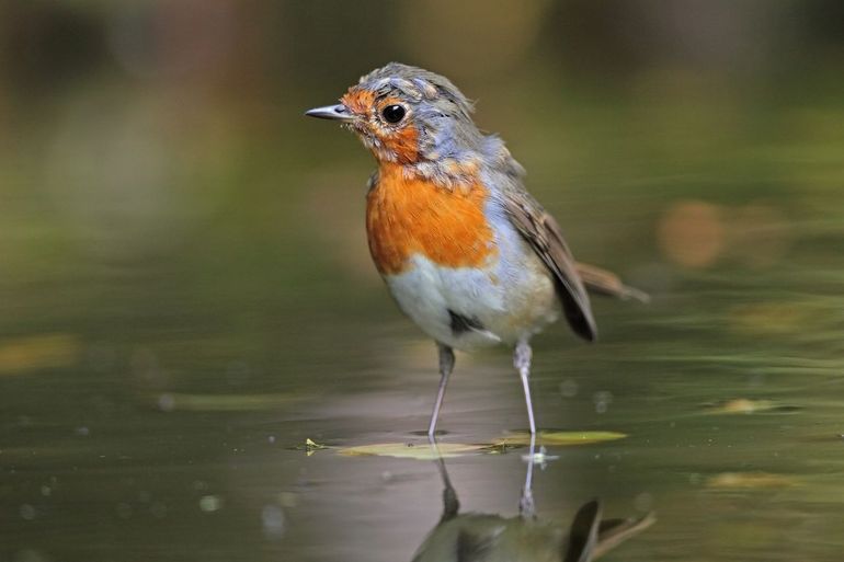 Roodborst in de rui