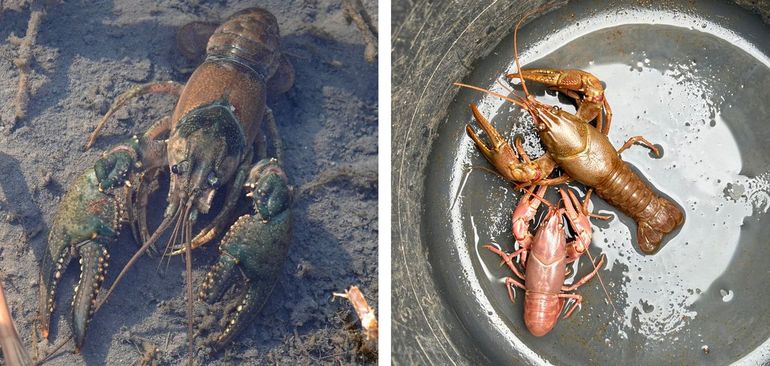 Geknobbelde Amerikaanse rivierkreeft. Links: wildkleur (Utrecht, Haarrijnse plas). Rechts: een lichtbruine en een roze kleurvariant (Utrecht, Molenpolder). Bij de lichtbruine variant is mogelijk sprake van overregulatie van chrustochine, een geel pigment in de epicuticula. Bij de roze variant is er vermoedelijk een probleem met de eiwitbinding waardoor een overmaat van vrij astaxanthine zorgt voor een roze kleur