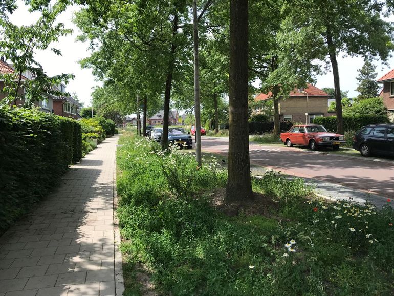 Een goede groeiplaats heeft een gezonde bodem, de ruimte en toegang tot water