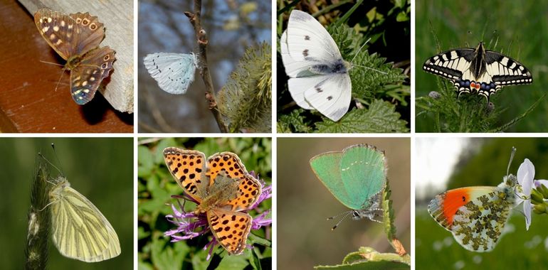 Deze soorten zullen in de loop van april verschijnen: v.l.n.r. boven: bont zandoogje, boomblauwtje, klein koolwitje & koninginnenpage, onder: klein geaderd witje, kleine parelmoervlinder, groentje & oranjetipje