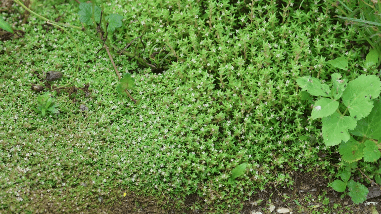 Watercrassula komt in Nederlandse wateren ongeveer sinds 1995 voor