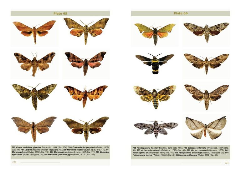 Een pagina uit het boek Moths of Bhutan