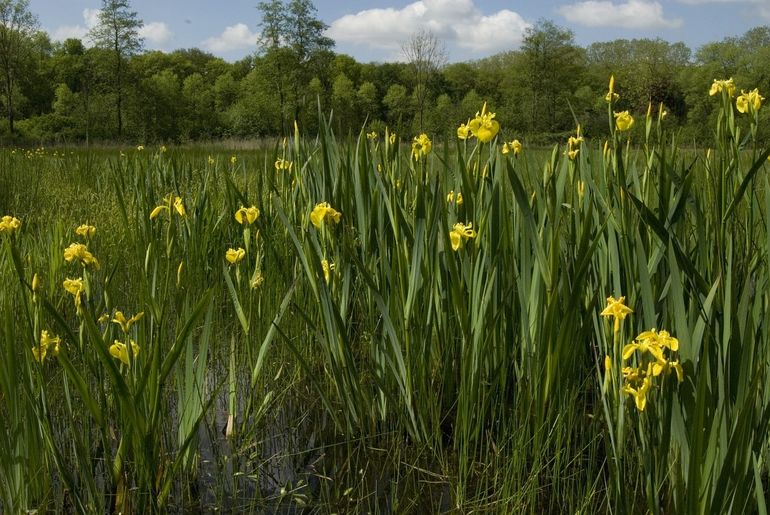 De bloemen van gele lis springen in het oog langs oevers. Bewonder hun bijzondere opbouw ook eens van dichtbij