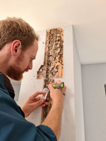 Aantasting en moddertunnels achter stuckwerk in een woning in Nederland