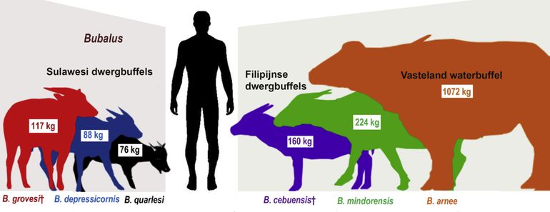 Dwergbuffels van Sulawesi en de Filipijnen vergeleken met hun voorouder van het vasteland