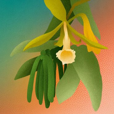 Illustratie van Vanilla planifolia, een bekende smaakmaker