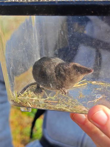 Een melanistisch exemplaar van de zeldzame waterspitsmuis werd ook aangetroffen in een val
