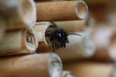 Metselbijen zijn tevreden bezoekers van bijenhotels