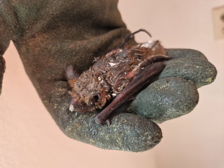 Bij het isoleren van gebouwen kunnen vleermuizen worden gedood. Deze laatvlieger heeft het vullen van een spouw met purschuim ternauwernood overleefd