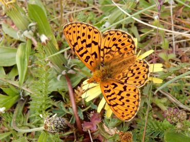 Een zilvervlek van de bovenzijde