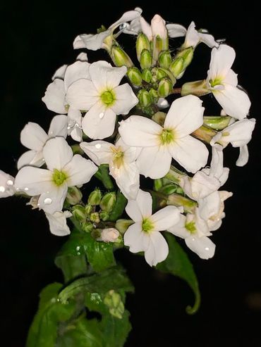 Damastbloem