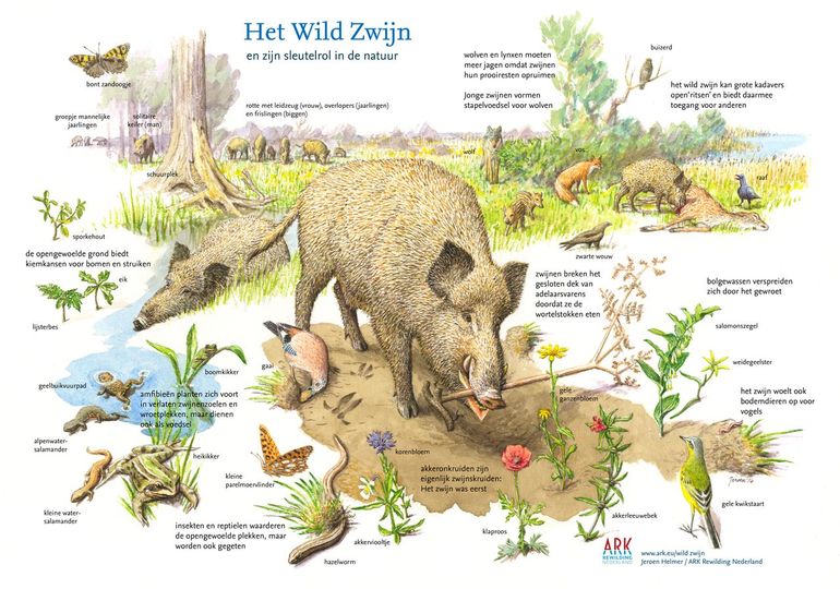 De sleutelrol van het wilde zwijn in de natuur
