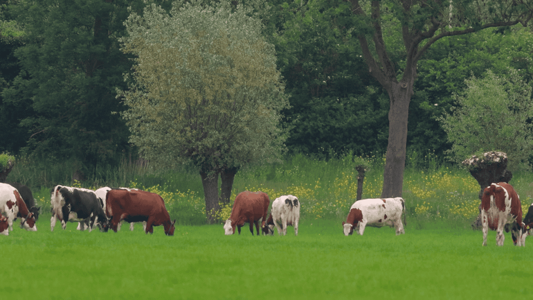 Koeien in het weiland