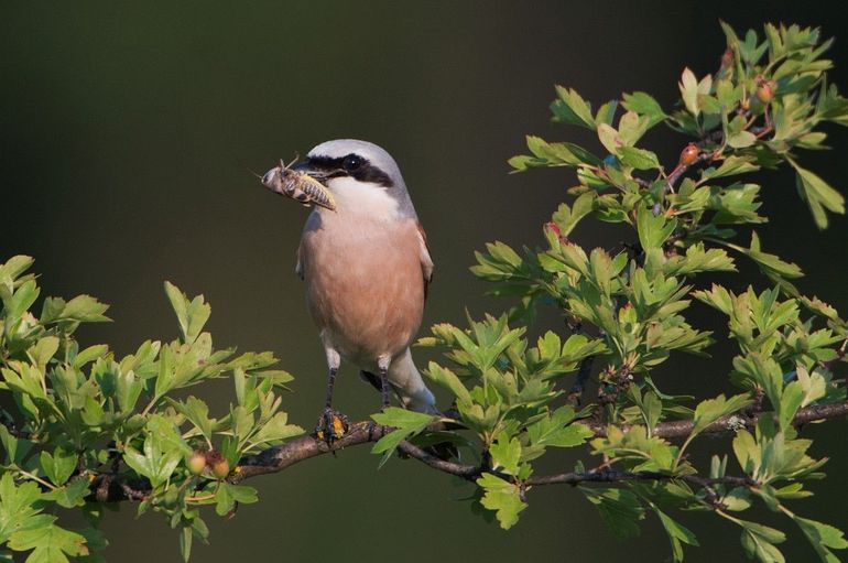 Kruidenrijke akkerranden en extensief begraasde weides trekken grote aantallen insecten aan. Dit is het hoofdvoedsel voor de grauwe klauwier