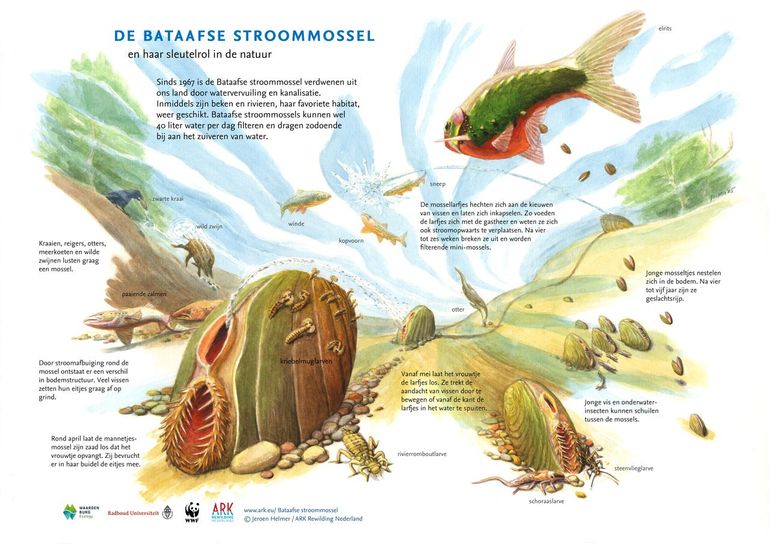 ARK-illustrator Jeroen Helmer tekende de Bataafse stroommossel en haar sleutelrol in de natuur