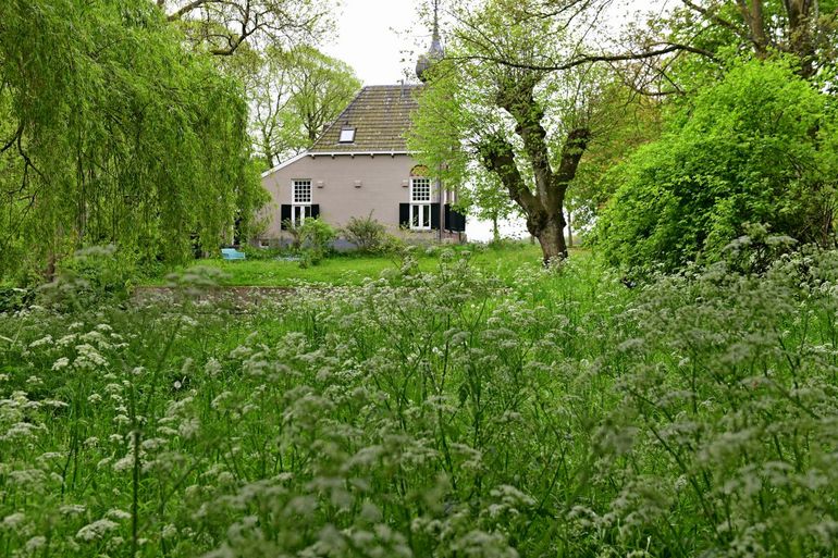 Sommige planten, zoals Fluitenkruid, kunnen opdringerig aanwezig zijn en vragen om beheer