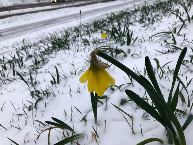 Bloeiende narcissen in de sneeuw in Ede op 22 januari 2019 