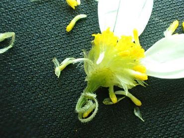 Schubkamille-soorten hebben vliezige stroschubben die zichtbaar worden als je een bloemhoofdje openbreekt, zoals hier bij deze Valse kamille