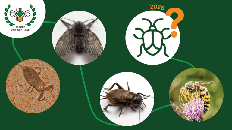 Wel insect wint dit jaar de titel Insect van het Jaar?