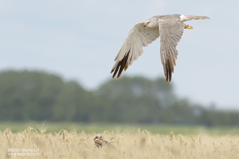 Father and daughter Pallid Harrier
