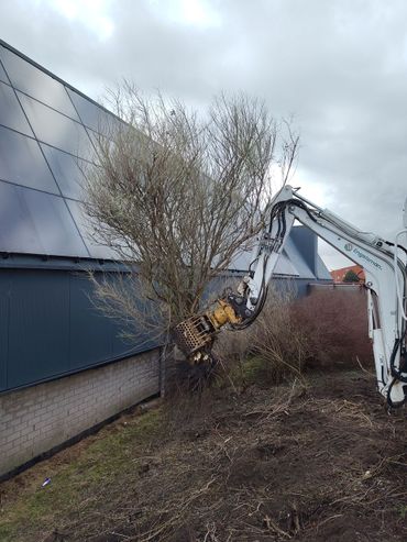 Struikaster kan grote struiken vormen