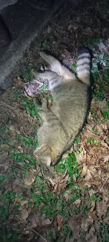 Wilde kat WK2 is vermoedelijk aan het begin van de avond doodgereden