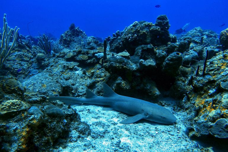 Nurse shark