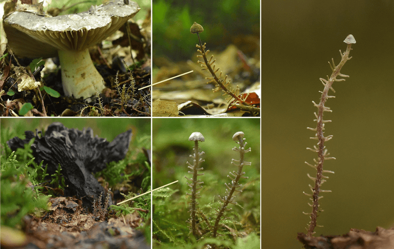 De vertakte collybia bij een aantal Grofplaatrussula's