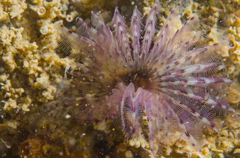Met de geveerde tentakels filtert de Paarse kokerworm het zeewater voor het voedsel